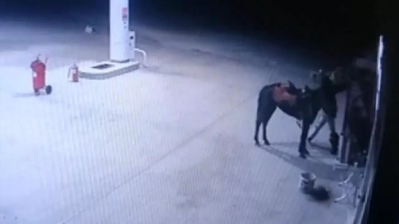 Atıyla gittiği akaryakıt istasyonundan kola çaldı