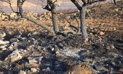Yangın Felaketi 10 Bin Dönüm Arazide Büyük Zarar Yol Açtı