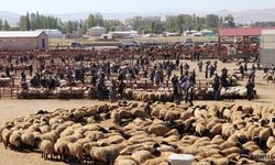 Van'da Besiciler Zor Durumda: “Satsak da Beslesek de Zarar Ediyoruz”