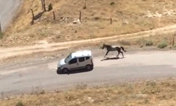 Elazığ’da Yaralı Ata İşkence