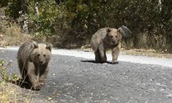 Tatvan'ın Bozayıları  ve İnsan Etkileşimi