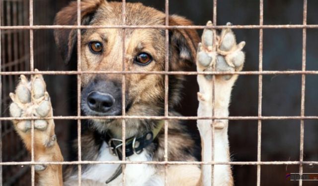 Sokak Köpekleri Yasası Kabul Edildi