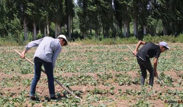 Erciş Çiftçileri Maliyet Artışı ve Kuraklık Nedeniyle Krizin Eşiğinde