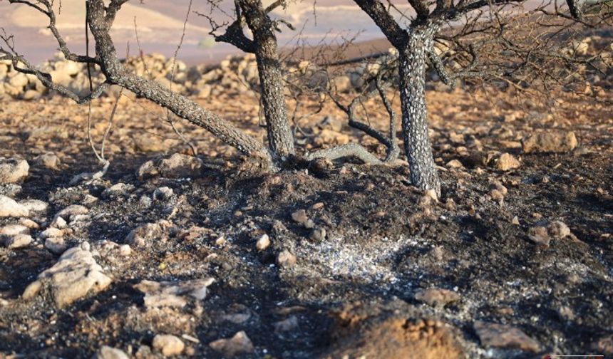 Yangın Felaketi 10 Bin Dönüm Arazide Büyük Zarar Yol Açtı