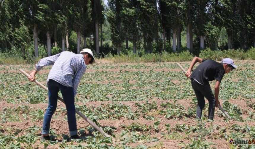 Erciş Çiftçileri Maliyet Artışı ve Kuraklık Nedeniyle Krizin Eşiğinde